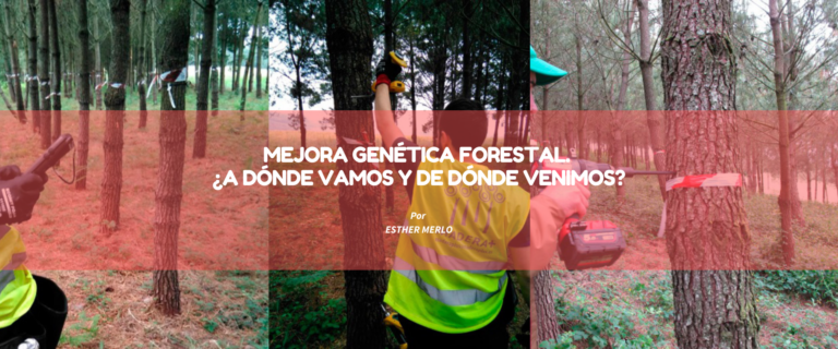 MEJORA GENÉTICA FORESTAL. ¿A DÓNDE VAMOS Y DE DÓNDE VENIMOS?