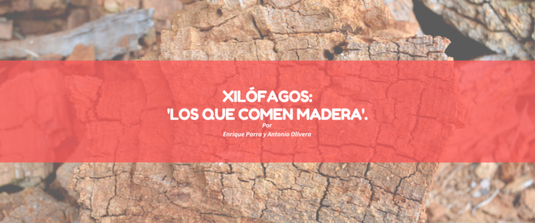 XILÓFAGOS:’LOS QUE COMEN MADERA’.